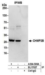 CHMP2B Polyclonal Antibody