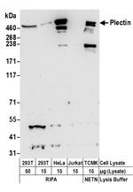 Plectin Polyclonal Antibody