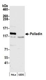 Palladin Polyclonal Antibody