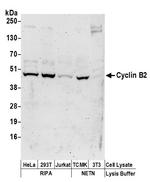 Cyclin B2 Polyclonal Antibody