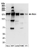 Alsin Polyclonal Antibody