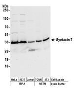 Syntaxin 7 Polyclonal Antibody