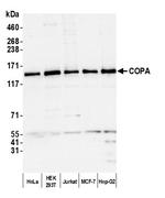 COPA Polyclonal Antibody