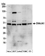 DNAJA1 Polyclonal Antibody