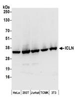 ICLN Antibody in Western Blot (WB)