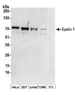Epsin 1 Polyclonal Antibody