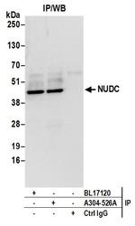 NUDC Antibody in Immunoprecipitation (IP)