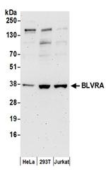 BLVRA Polyclonal Antibody