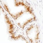 GRASP55 Polyclonal Antibody