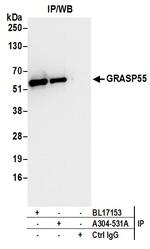 GRASP55 Antibody in Immunoprecipitation (IP)