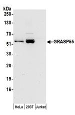 GRASP55 Antibody in Western Blot (WB)