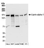 Liprin-alpha-1 Polyclonal Antibody