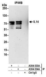 IL14 Antibody in Immunoprecipitation (IP)