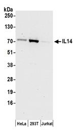 IL14 Polyclonal Antibody