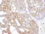 IL14 Polyclonal Antibody