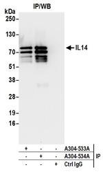 IL14 Antibody in Immunoprecipitation (IP)