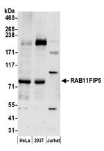 RAB11FIP5 Polyclonal Antibody