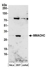 MMACHC Polyclonal Antibody