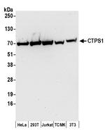 CTPS1 Polyclonal Antibody