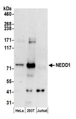 NEDD1 Polyclonal Antibody