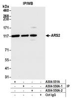 ARS2 Antibody in Immunoprecipitation (IP)
