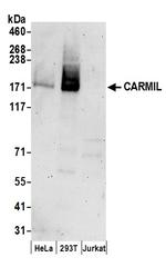 CARMIL Polyclonal Antibody