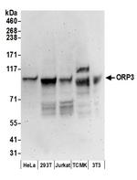 ORP3 Polyclonal Antibody