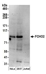 FCHO2 Polyclonal Antibody