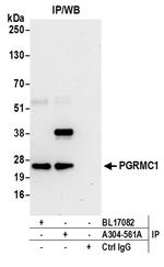 PGRMC1 Antibody in Immunoprecipitation (IP)
