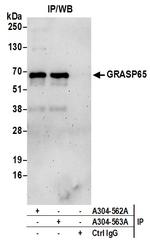 GRASP65 Polyclonal Antibody