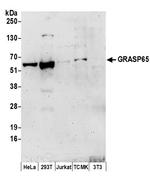 GRASP65 Polyclonal Antibody