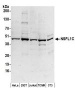 NSFL1C Polyclonal Antibody