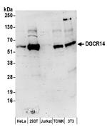 DGCR14 Polyclonal Antibody