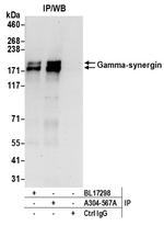 Gamma-synergin Antibody in Immunoprecipitation (IP)