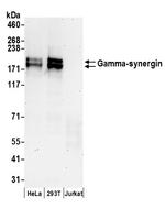 Gamma-synergin Antibody in Western Blot (WB)