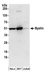Bystin Polyclonal Antibody