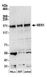 NEK1 Polyclonal Antibody