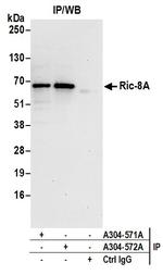Ric-8A Polyclonal Antibody