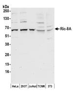 Ric-8A Polyclonal Antibody