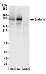 Endofin Polyclonal Antibody
