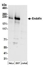 Endofin Polyclonal Antibody