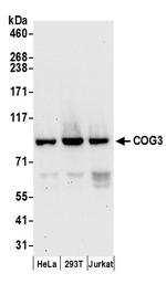COG3 Polyclonal Antibody