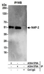 NAP-2 Polyclonal Antibody