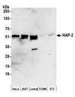 NAP-2 Polyclonal Antibody