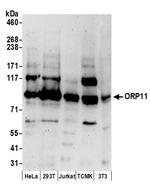 ORP11 Polyclonal Antibody