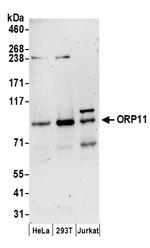 ORP11 Polyclonal Antibody