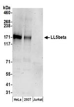 LL5beta Polyclonal Antibody