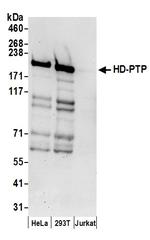 HD-PTP Polyclonal Antibody