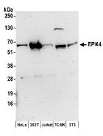 EPI64 Polyclonal Antibody