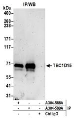 TBC1D15 Antibody in Immunoprecipitation (IP)